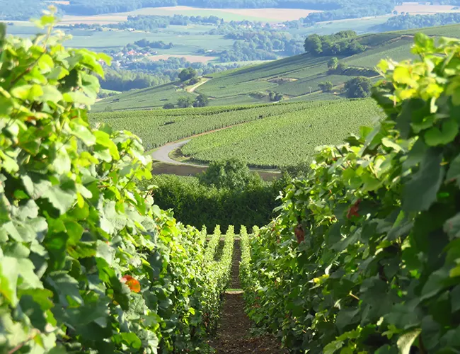 Saveurs authentiques et vignobles