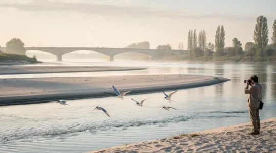 Bancs de sable de la Loire au petit matin avec sternes en vol et observateur discret en arrière-plan