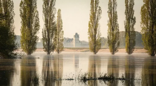 Vue large d'une forêt alluviale de la Loire partiellement inondée, peupliers émergeant d'une eau calme sous une lumière rasante